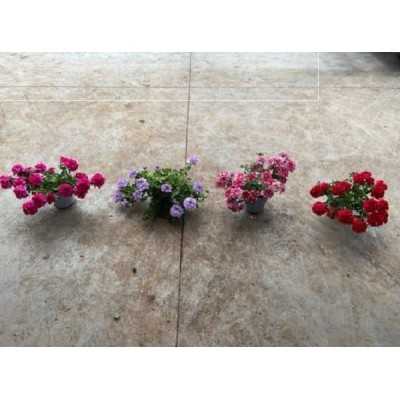 4 Piante Verbena - Piante fiorite