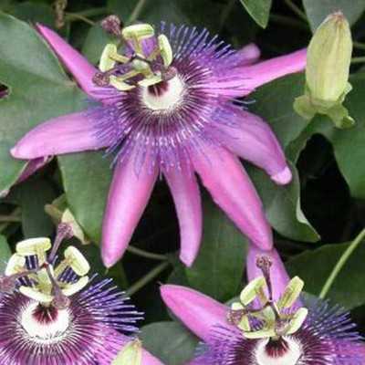 40pz Pianta Passiflora Violacea - Rampicanti