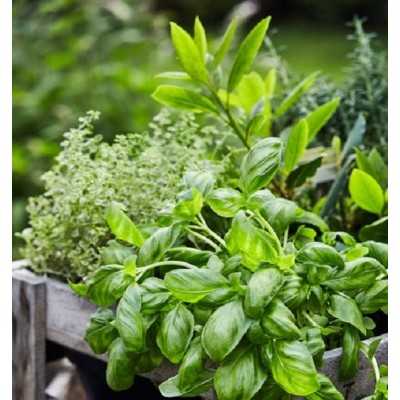 Piante Aromatiche - Piante aromatiche