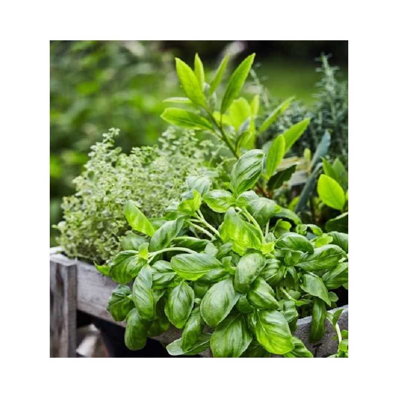 Piante Aromatiche in Vaso 14cm Mix 6 Pz Piante Aromatiche in Vaso 14cm Mix 6 Pz