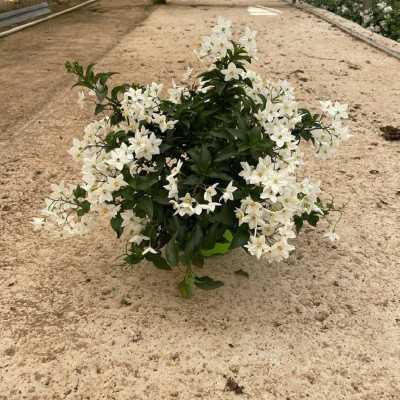 Pianta Solanum Jasminoide Bianco - Piante fiorite