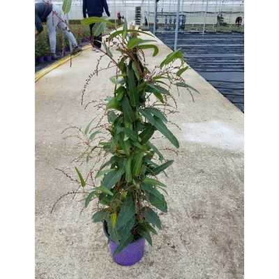 Pianta Hardenbergia - Piante rampicanti Pianta Hardenbergia - Piante rampicanti