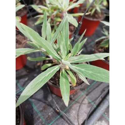 Pianta Echium Fastuosum - Cespugli fioriti Pianta Echium Fastuosum - Cespugli fioriti