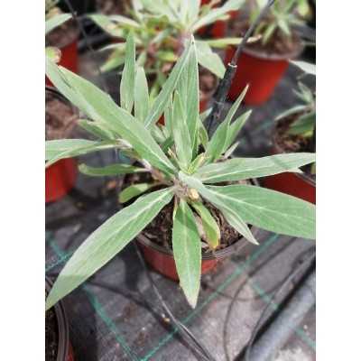 Pianta Echium Fastuosum - Cespugli fioriti