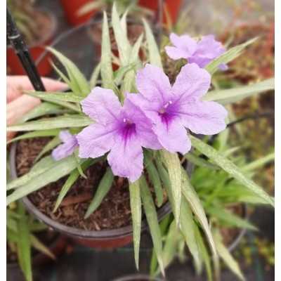 Pianta Ruellia - Piante fiorite Pianta Ruellia - Piante fiorite