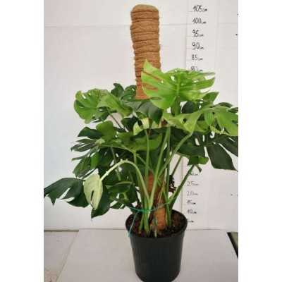 Pianta Philodendron Monstera - Piante da interno