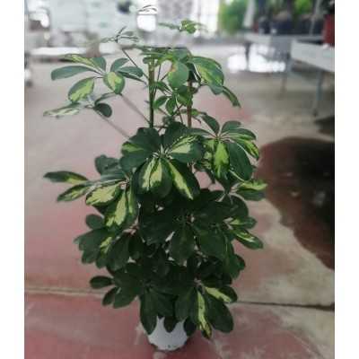 Pianta Schefflera - Piante da interno