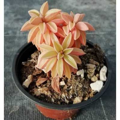 Pianta Peperomia in Vaso 10cm - Piante Succulente