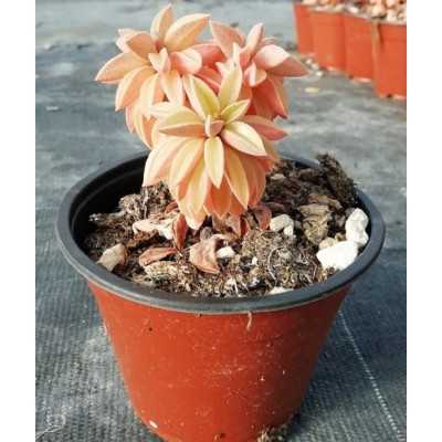 Pianta Peperomia in Vaso 10cm - Piante Succulente