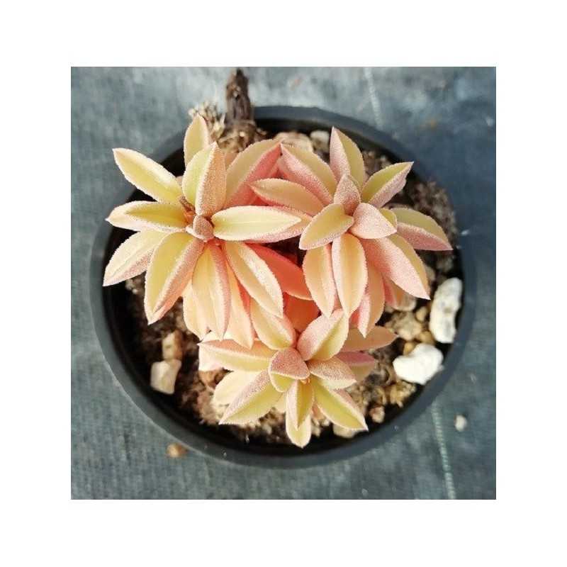 Pianta Peperomia in Vaso 10cm - Piante Succulente Pianta Peperomia in Vaso 10cm - Piante Succulente