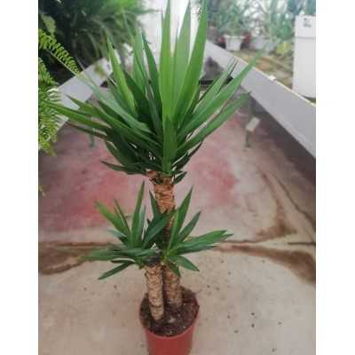 yucca prezzo yucca prezzo