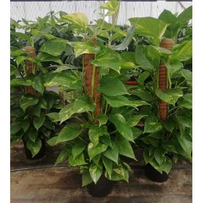 Pianta Pothos con Tronchetto - Piante da interno