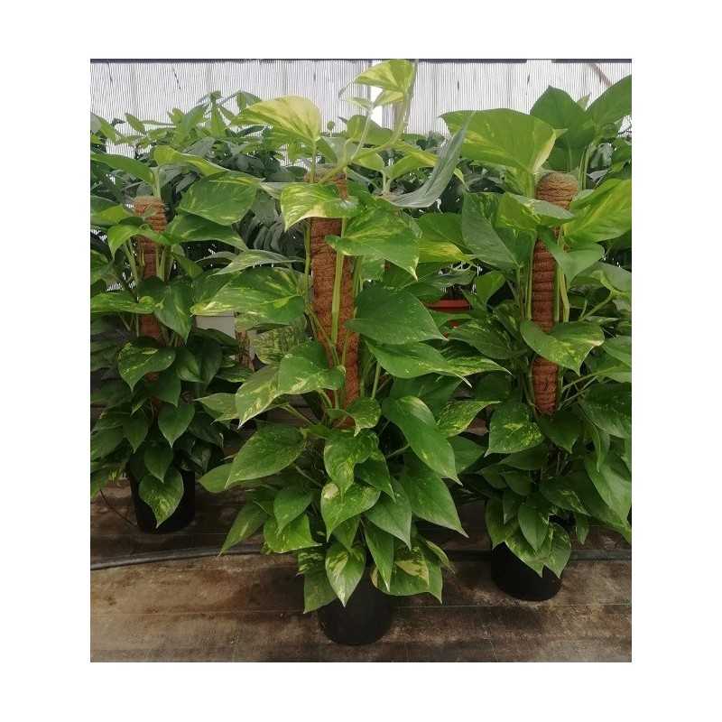 Pianta Pothos con Tronchetto - Piante da Interno Pianta Pothos con Tronchetto - Piante da Interno