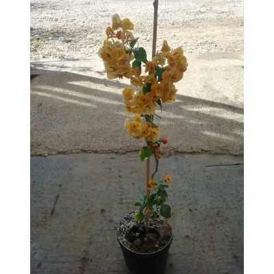 Pianta Bouganville Californiana Arancio in Vaso18cm - Piante Rampicanti