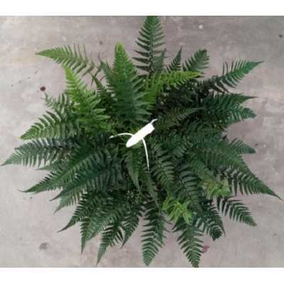 Pianta Polystichum Ts. Simense - Piante da interno Pianta Polystichum Ts. Simense - Piante da interno