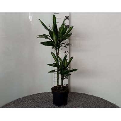 dracena pianta da interno o esterno