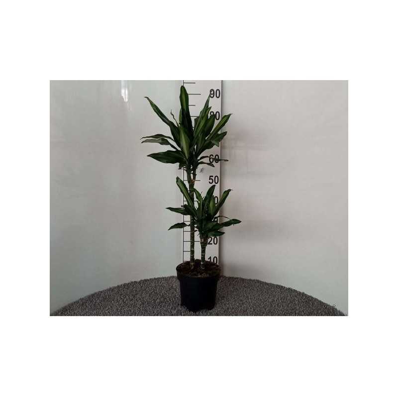 Pianta Dracaena Cintho in Vario Formato - Piante da Interno