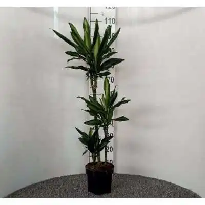 Pianta Dracaena Cintho - Piante da interno