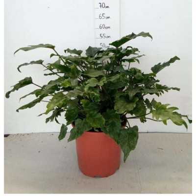 Pianta Philodendrum Kanadu - Piante da interno Pianta Philodendrum Kanadu - Piante da interno