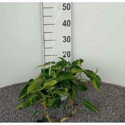 Pianta Philodendron Brazil - Piante da interno Pianta Philodendron Brazil - Piante da interno
