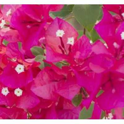 40Pz Pianta Bouganvillea Rosa Mrs Butt - Rampicanti