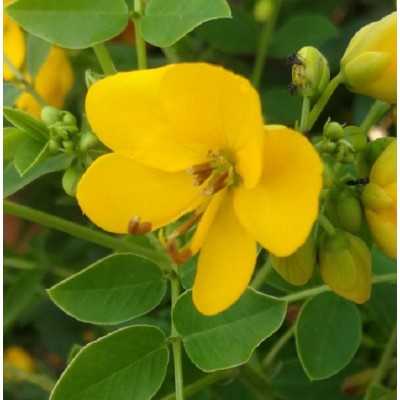 40pz Pianta Cassia Floribunda - Cespugli