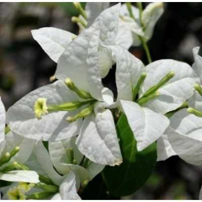 Pianta Bouganvillea Californiana Bianca - Piante rampicanti