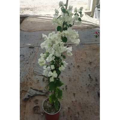 bouganville vaso bouganville vaso