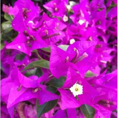 Pianta Bouganvillea Sanderiana in Vaso 18cm