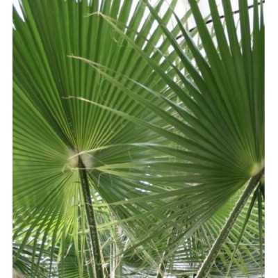 pianta tropicale detta falso palissandro pianta tropicale detta falso palissandro