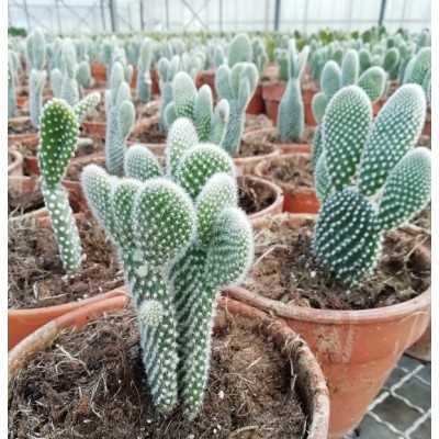 Pianta Opuntia Microdasys cv. Albata in Vaso in Coccio - Piante succulente