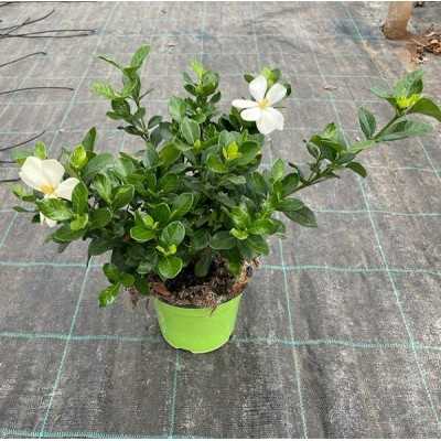 Gardenia Grandiflora Star - Piante fiorite Gardenia Grandiflora Star - Piante fiorite
