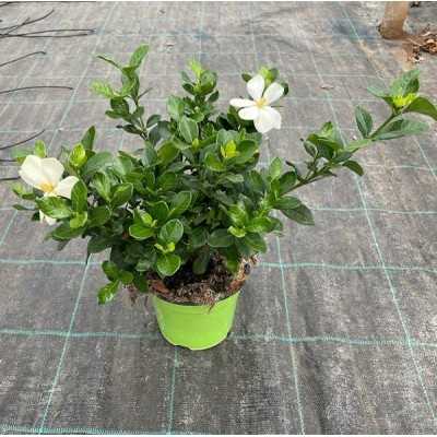 Gardenia Grandiflora Star - Piante fiorite