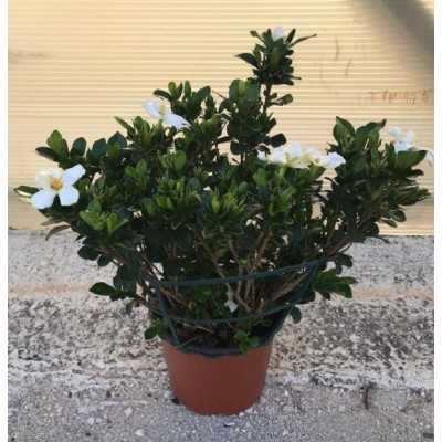 Gardenia Grandiflora Star - Piante fiorite