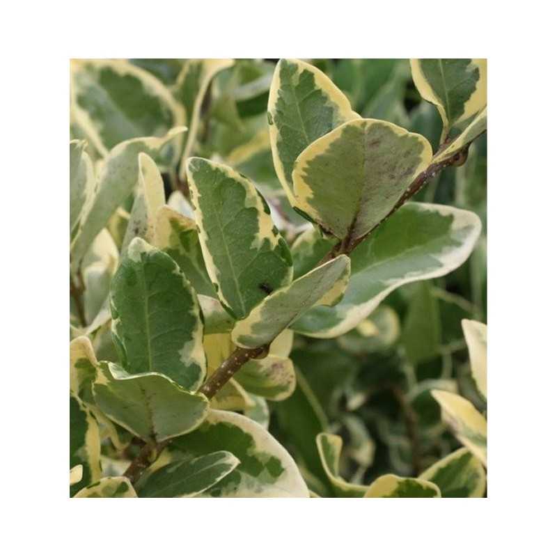Pianta Ligustro Variegato in Vario Formato - Piante da Siepe Pianta Ligustro Variegato in Vario Formato - Piante da Siepe