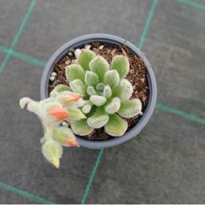 Pianta Echeveria Setosa - Piante grasse e succulente