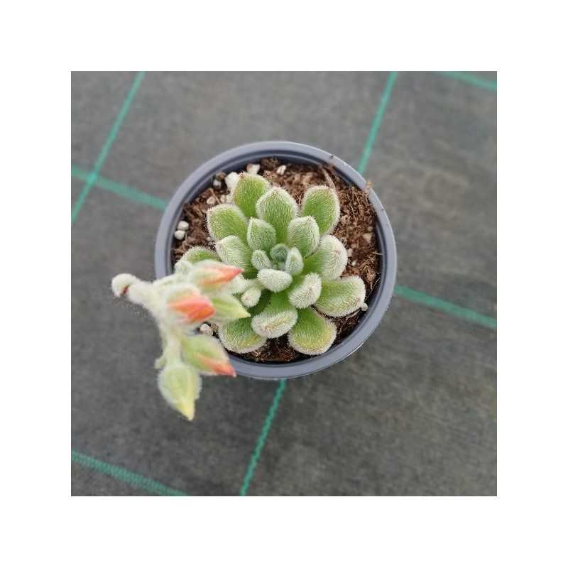 Pianta Echeveria Setosa in Vaso 10cm - Piante Succulente Pianta Echeveria Setosa in Vaso 10cm - Piante Succulente