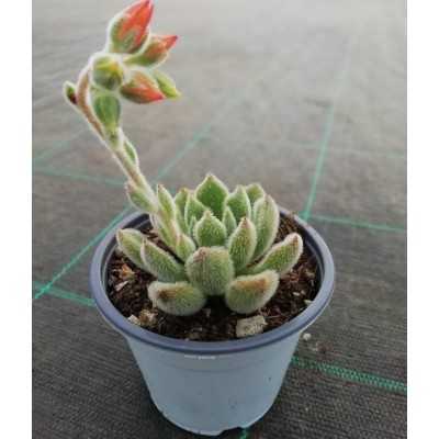 Pianta Echeveria Setosa - Piante grasse e succulente