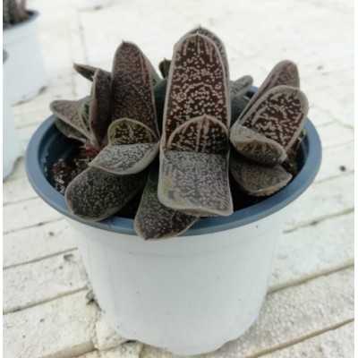 Pianta Gasteria Baylissiana - Piante grasse e succulente Pianta Gasteria Baylissiana - Piante grasse e succulente