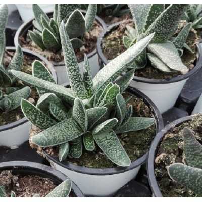 Pianta Gasteria Bicolor - Piante grasse e succulente