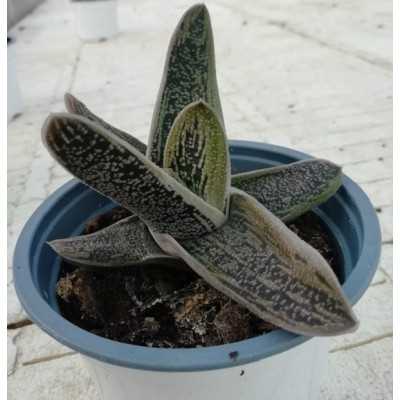 Pianta Gasteria Little Warty - Piante grasse e succulente