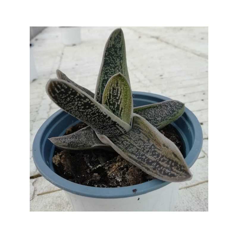 Pianta Gasteria Little Warty in Vaso 10cm - Piante Succulente Pianta Gasteria Little Warty in Vaso 10cm - Piante Succulente