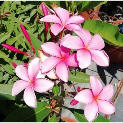 Pianta Plumeria - Piante da interno Pianta Plumeria - Piante da interno