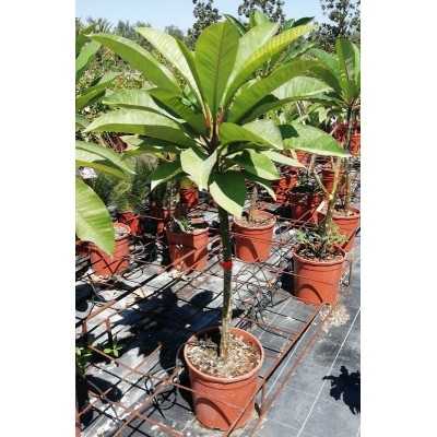 Pianta Plumeria - Piante da interno Pianta Plumeria - Piante da interno