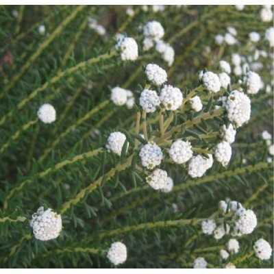 40pz Pianta Phylica Ericoides - Cespugli 40pz Pianta Phylica Ericoides - Cespugli