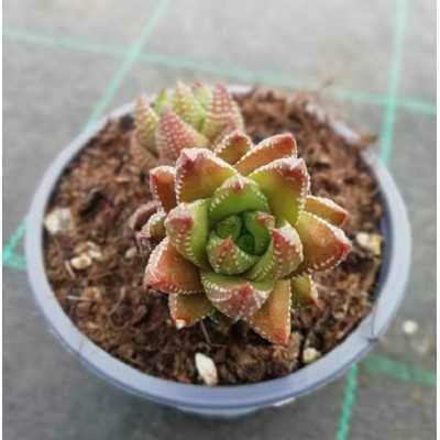 Pianta Haworthia Reinwardtii - Piante succulente