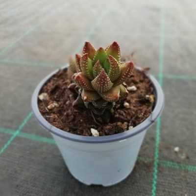 Pianta Haworthia Reinwardtii - Piante succulente