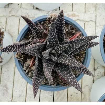 Pianta Haworthia Attenuata - Piante grasse e succulente Pianta Haworthia Attenuata - Piante grasse e succulente