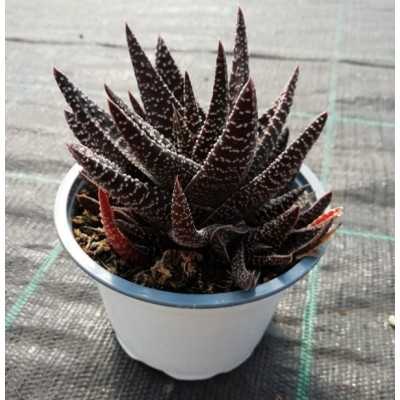 Pianta Haworthia Attenuata - Piante grasse e succulente