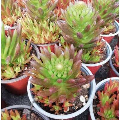 Pianta Semprevivum Montanum - Piante succulente